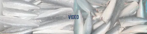 Frozen Seafood Supplier, Frozen At Sea Fish Suppliers | LongSheng-LongSheng-img-1